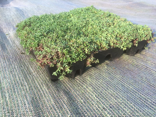 Single Sedum Module