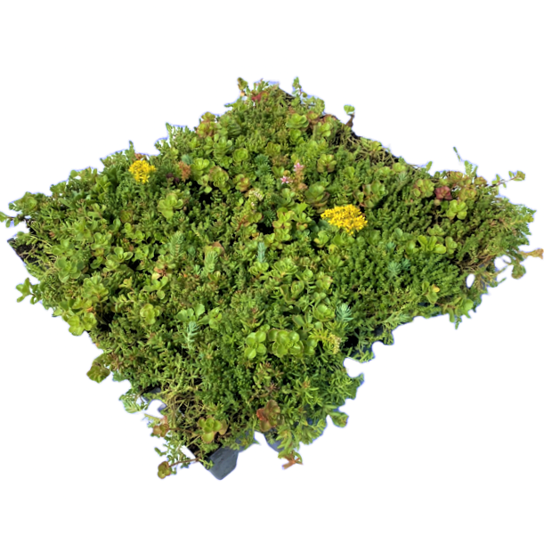 Sedum Roof Modules