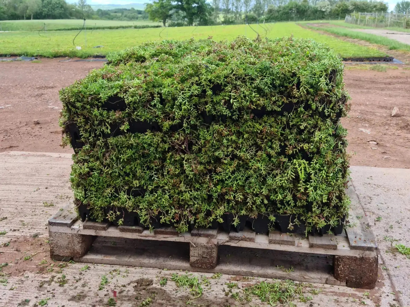 Sedum Modules on Pallet