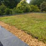 Sedum Matting - Image 3