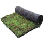 Sedum Matting