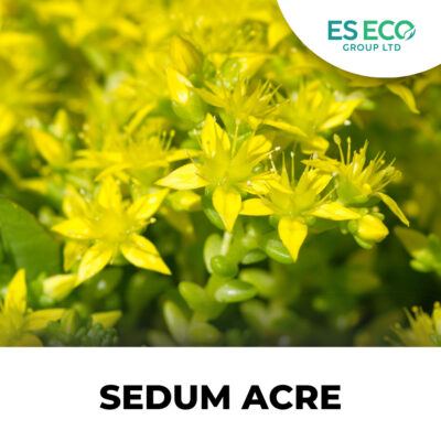 Sedum Acre