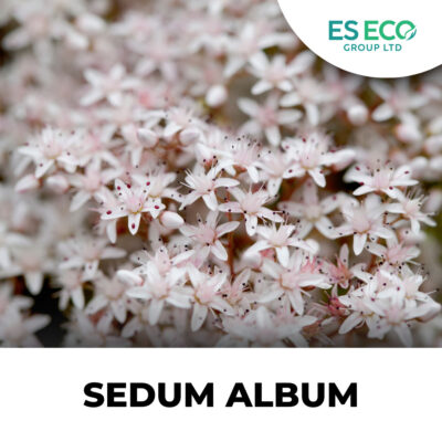 Sedum Album