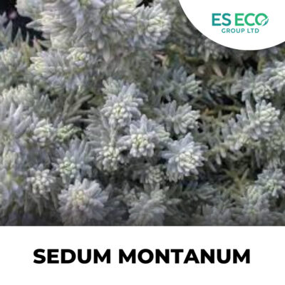 Sedum Montanum